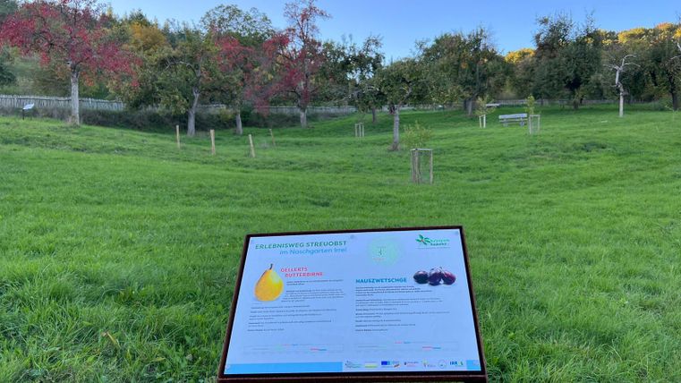 Ein ruhiger Obstgarten mit einigen Bäumen und einer grünen Wiese. Ein Informationsschild informiert über die Pflanzenarten in der Umgebung.