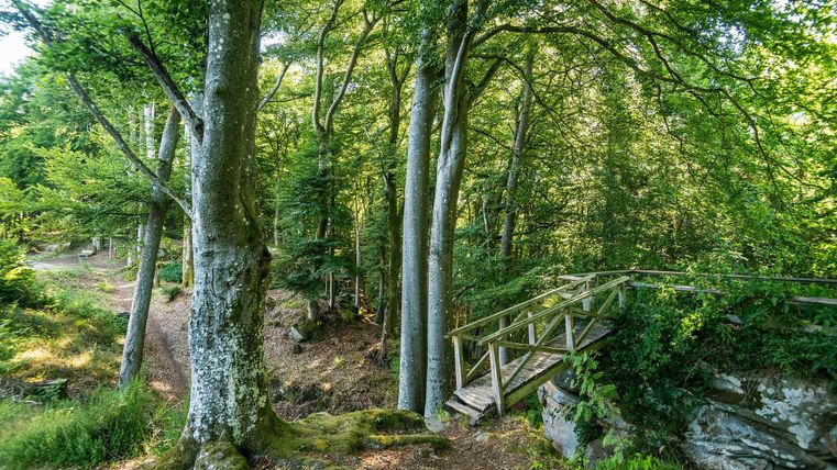 Ein ruhiger Wald mit hohen Bäumen und üppigem Grün. Eine kleine Holzbrücke führt über einen schmalen Pfad.