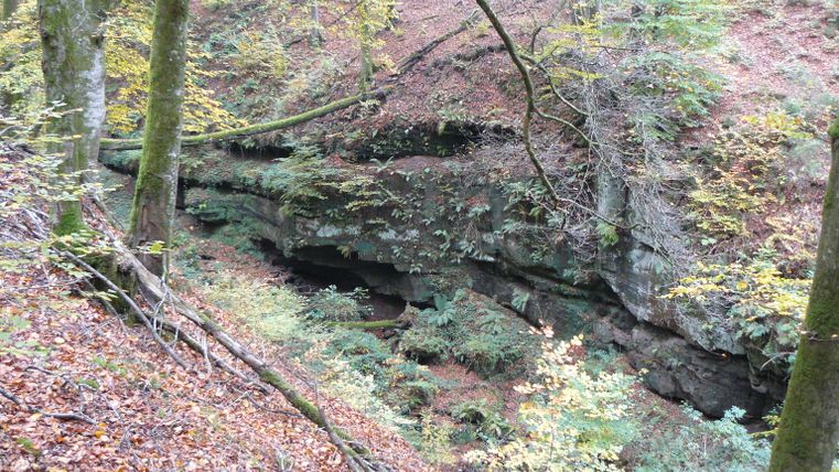 Waldlandschaft mit Buntsandsteinfelsen und Herbstlaub.