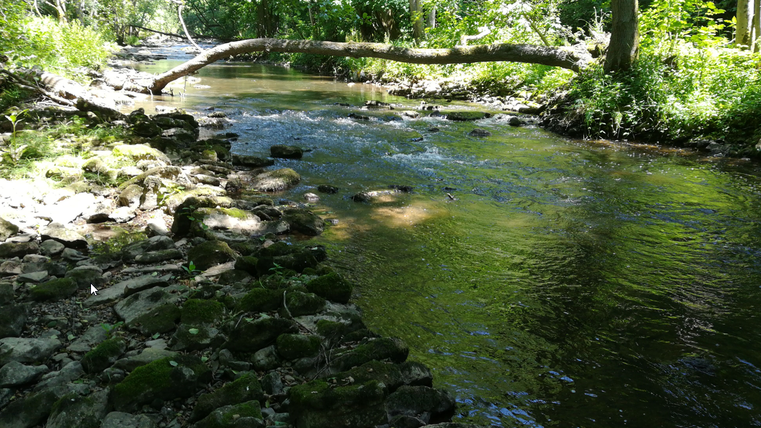 Ein ruhiger Fluss fließt durch eine grüne Landschaft. Über dem Wasser hängt ein umgestürzter Baum.