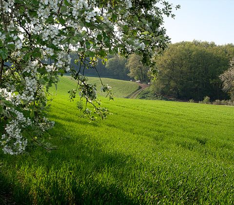 Grüne Wiese mit blühendem Baum im Vordergrund und Wald im Hintergrund.