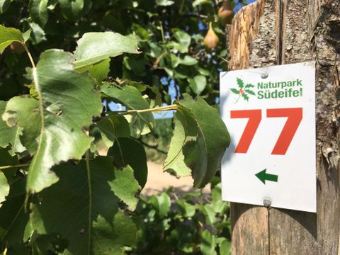 Wegweiser mit der Nummer 77 im Naturpark Südeifel an einem Baumstamm, umgeben von grünen Blättern.