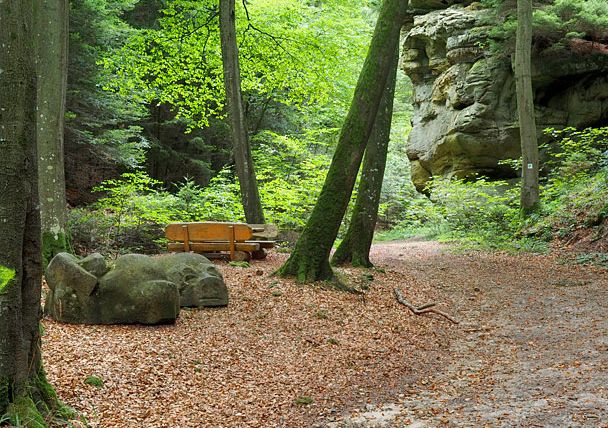Waldweg mit Bank und Felsformation im Hintergrund.