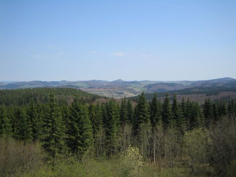 Een landschap met dichte naaldbomen op de voorgrond. Op de achtergrond strekken zich zachte heuvels onder een heldere blauwe lucht uit.
