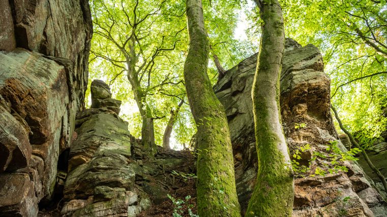 Felsen und Bäume im NaturWanderPark delux.