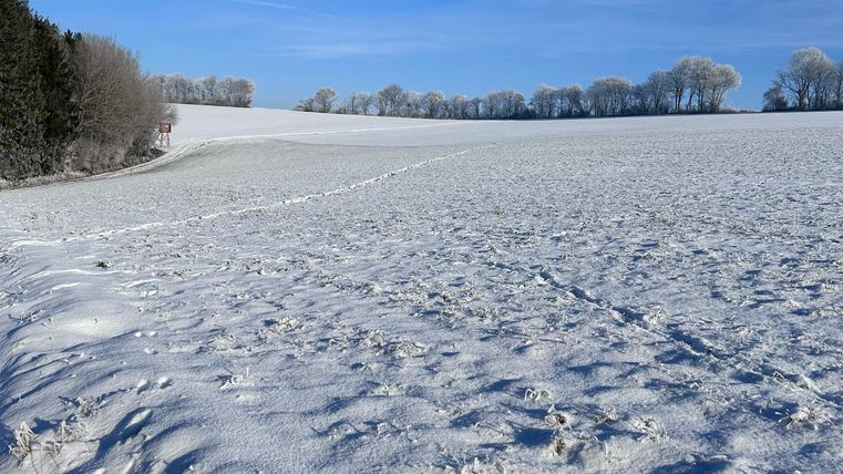 Een besneeuwd landschap onder een helderblauwe hemel. De bomen zijn bedekt met sneeuw en zorgen voor een rustige sfeer.