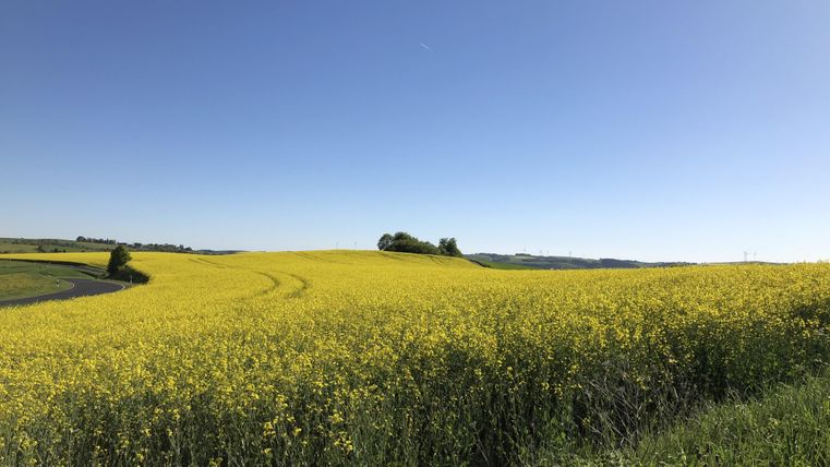 Ein weites Feld mit leuchtend gelben Rapsblüten unter klarem, blauem Himmel. Die Landschaft ist friedlich und einladend.