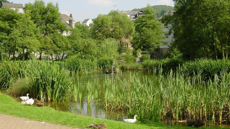 Ein ruhiger Teich umgeben von dichten Grünflächen und Bäumen. Enten schwimmen am Ufer und genießen die friedliche Umgebung.