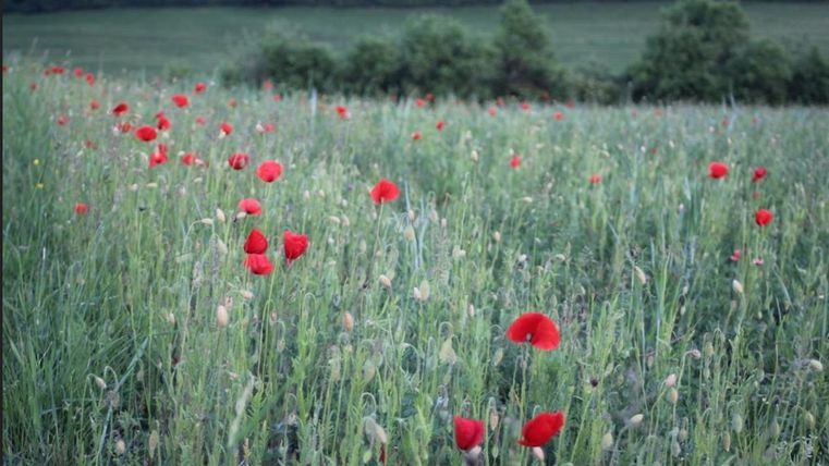 Ein Feld mit vielen roten Mohnblumen, umgeben von grünen Gräsern. Im Hintergrund sind weitere Bäume und Sträucher zu sehen.