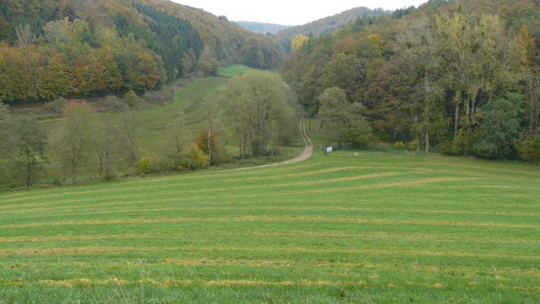 Grüne Wiesen und bewaldete Hügel in einer ländlichen Landschaft.