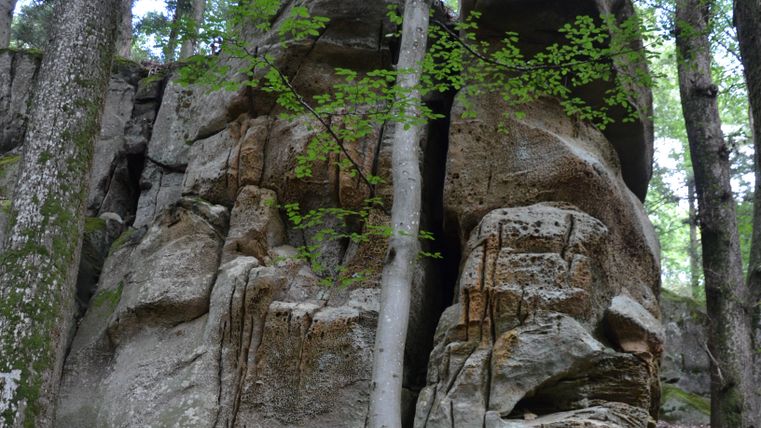 Große Felsformation im Wald mit Bäumen im Vordergrund.