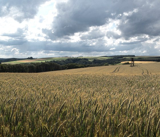 Piste de rempart Weidingen, © Naturpark Südeifel, Volker Teuschler