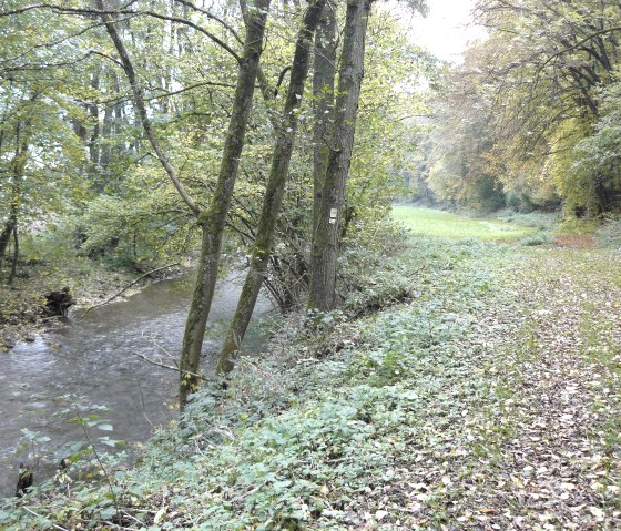 Ein kleiner Fluss flie&szlig;t durch einen herbstlichen Wald. Der Boden ist mit Laub bedeckt, und die B&auml;ume tragen gelb-gr&uuml;nes Laub., &copy; Felsenland S&uuml;deifel Tourismus, Christian Calonec-Rauchfuss
