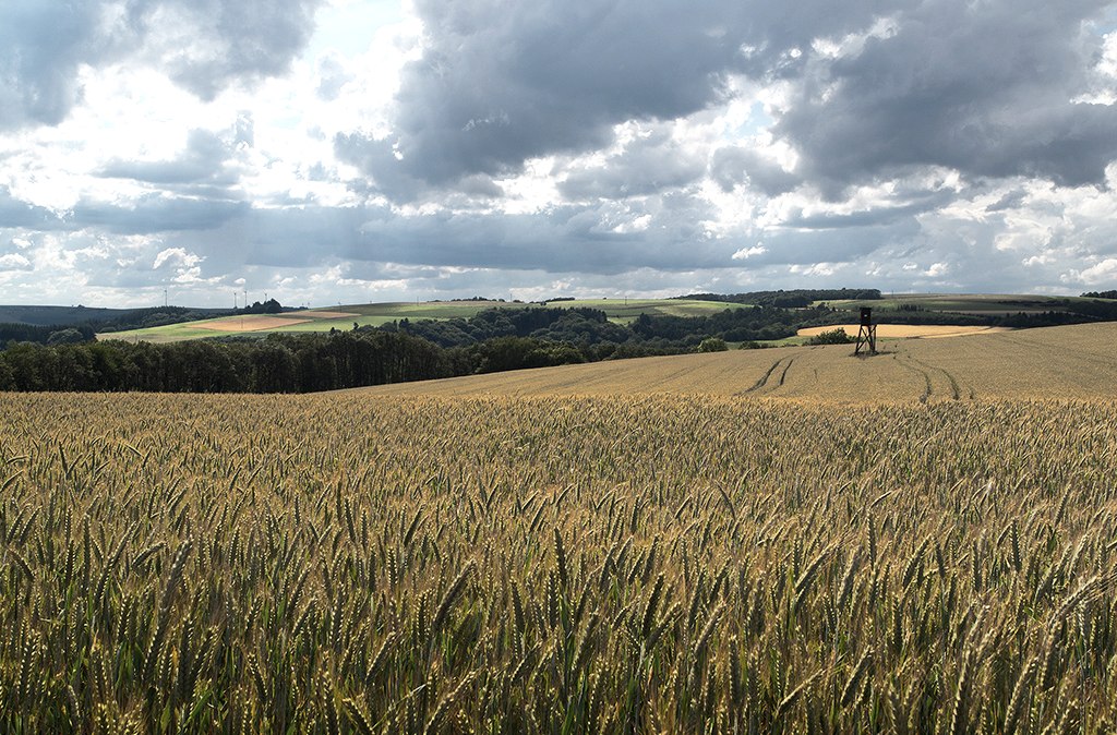 Piste de rempart Weidingen, © Naturpark Südeifel, Volker Teuschler