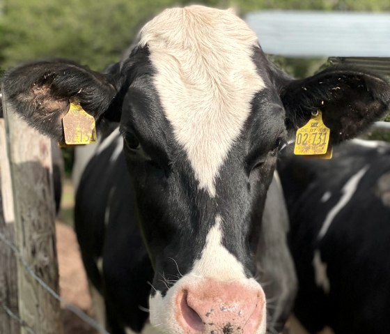 Ontmoetingen met dieren, © Felsenland Südeifel Tourismus, Anna Carina Krebs