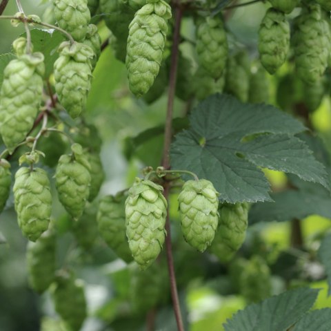 Houblon, © Felsenland Südeifel Tourismus Gmbh, Peter Weber