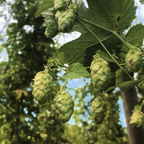 Hops, © Felsenland Südeifel Tourismus GmbH / Anna Carina Krebs