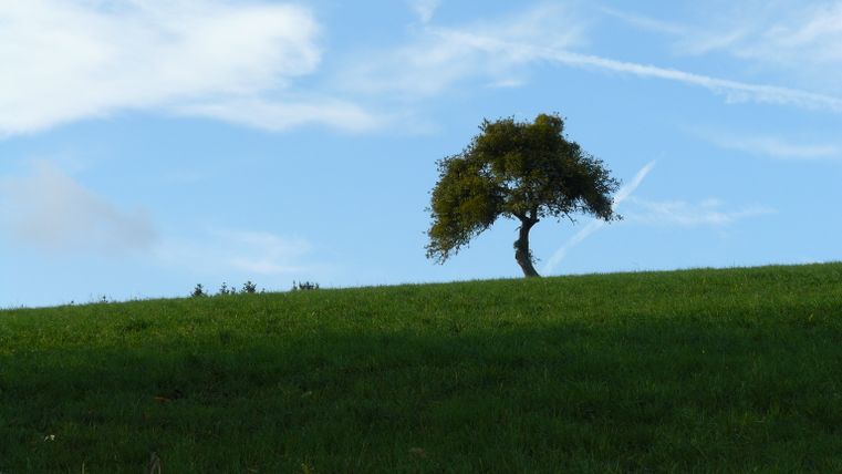 Ein einzelner Baum steht auf einem grünen Hügel unter blauem Himmel mit weißen Wolken.