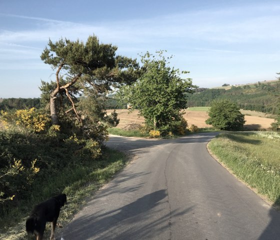 img_1071, &copy; Manuel Norta, Ammeldingen