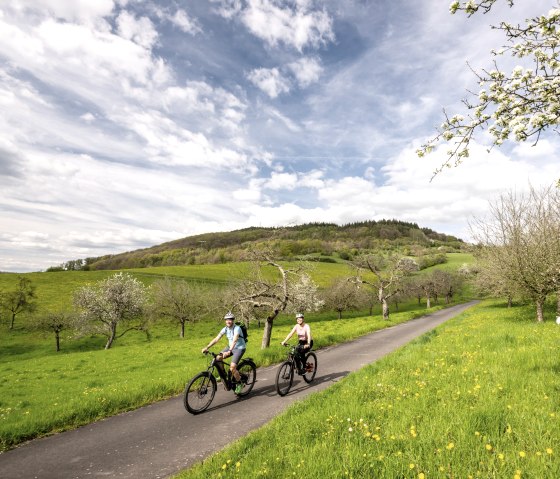 Au printemps, le voyage à vélo traverse des prés-vergers en fleurs dans le parc naturel de l'Eifel du Sud., © Eifel Tourismus GmbH, Dominik Ketz
