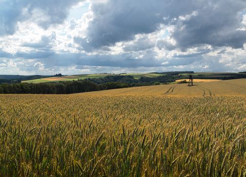 Weizenfeld mit Hochsitz unter bewölktem Himmel.