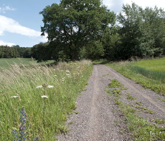 Een landweggetje aan de rand van het bos met hoge grassen en wilde bloemen, blauwe lucht en witte wolken., © V. Teuschler