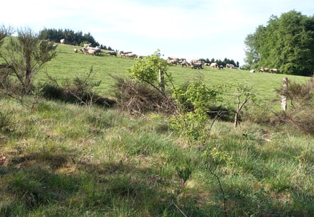 Eifel sheep, &copy; V. Teuschler