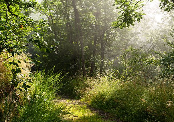 Ein sonniger Waldweg mit üppigem Grün und Bäumen im Hintergrund.