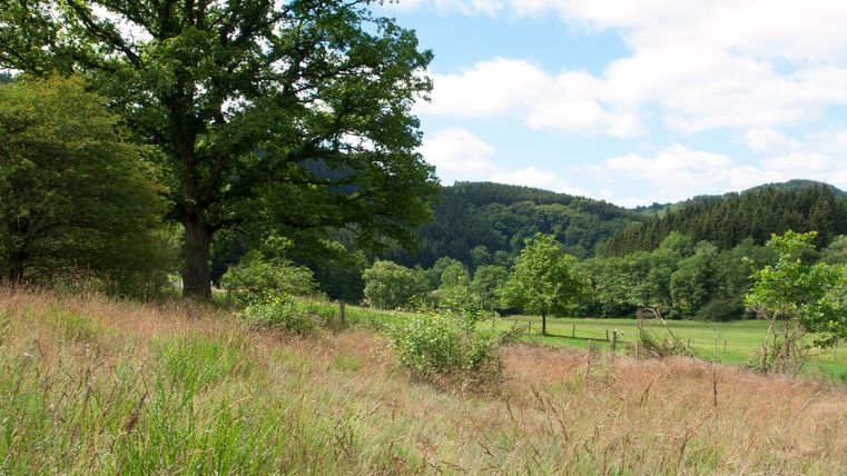 Landschaft im Eifeltal mit Wiesen, Bäumen und Hügeln unter blauem Himmel.