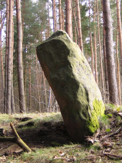 Ein großer, aufrechter Felsen im Wald, von Moos bedeckt. Im Hintergrund stehen hohe Bäume.