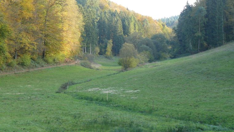 Grüne Wiese im Alsbachtal mit herbstlichen Bäumen im Hintergrund.