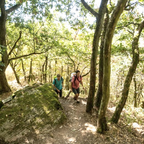 Deux randonneurs sur un sentier étroit et boisé dans le Lätgesberg. Le soleil brille à travers les arbres et éclaire le sol recouvert de mousse., © Eifel Tourismus GmbH, D. Ketz