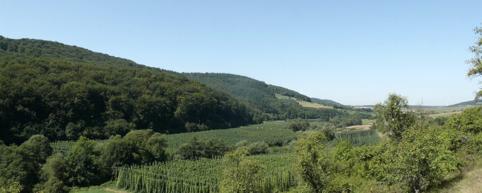 Vue sur les champs de houblon dans la vallée de la Prüm, © Felsenland Südeifel Tourismus GmbH