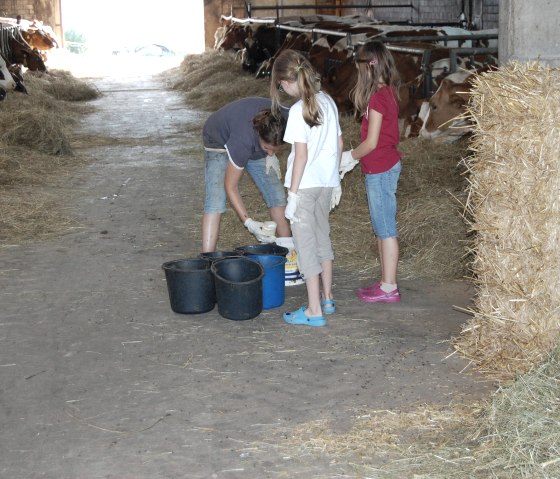 Kälbchenfütterung aktiv