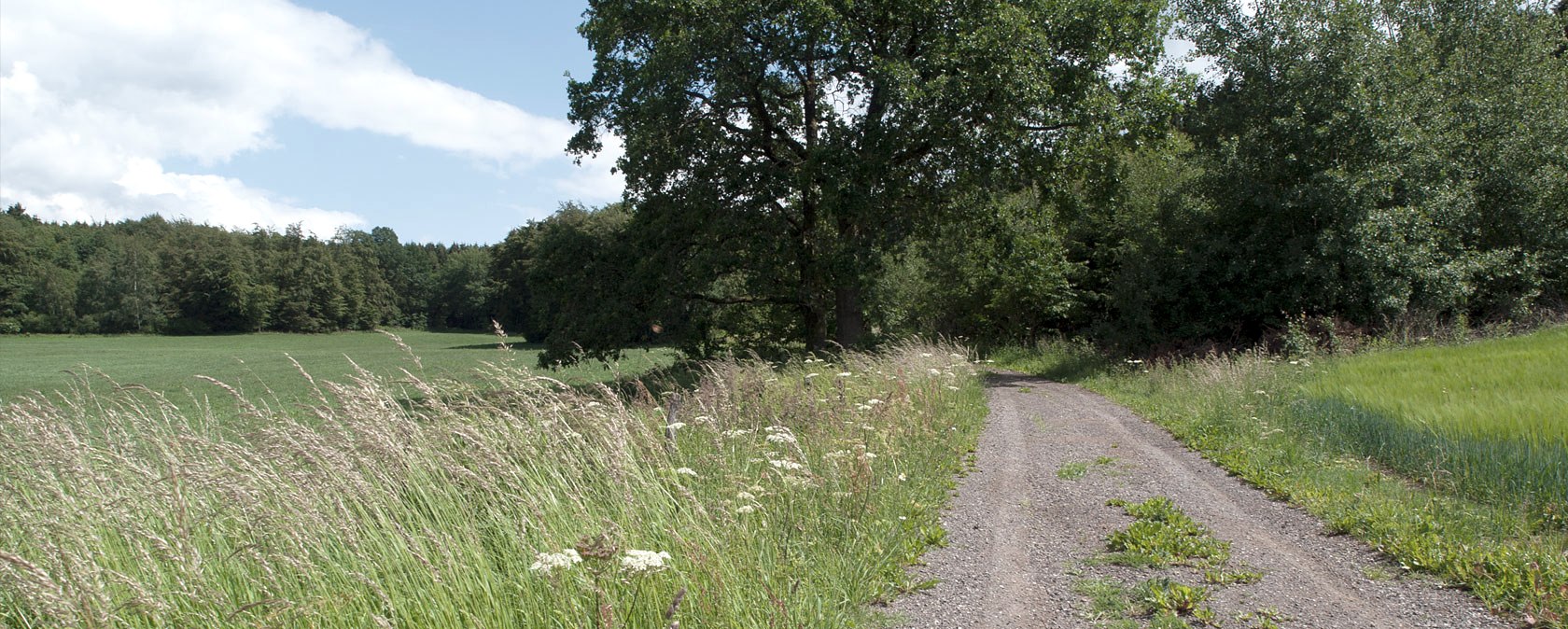 Ein Feldweg am Waldrand, gesäumt von hohen Gräsern und Bäumen, unter einem blauen Himmel., © V. Teuschler