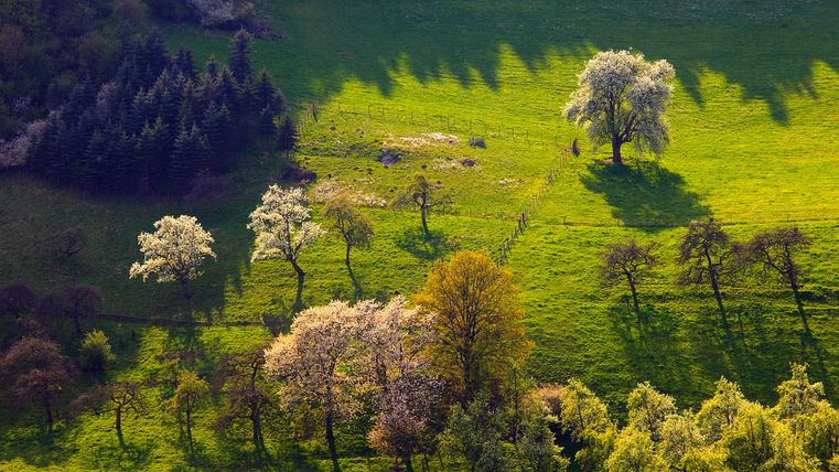 Landschaft im Prümtal mit blühenden Bäumen und grünen Wiesen.