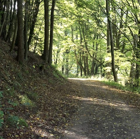 Ein schattiger Waldweg im Nusbaumer Hardt, gesäumt von hohen Bäumen und beleuchtet von Sonnenstrahlen, die durch das Blätterdach fallen., © V. Teuschler