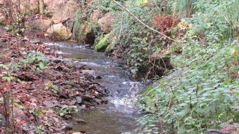 Ein kleiner Bach fließt durch ein bewaldetes Tal mit grüner Vegetation und Felsen.