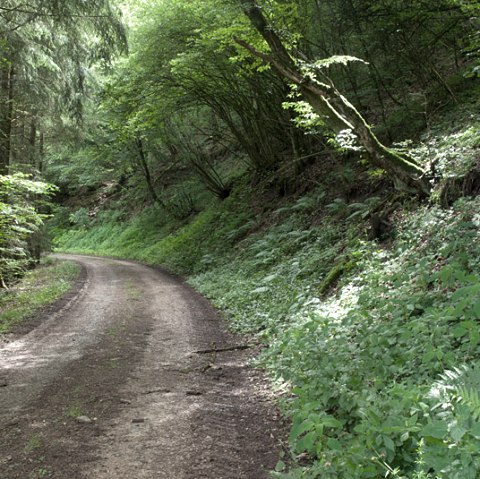 Forest path in the Pr&uuml;mtal, &copy; V. Teuschler