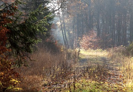 Ein Waldweg im Grimbachtal im Herbst, gesäumt von buntem Laub und beleuchtet von sanftem Sonnenlicht., © V. Teuschler