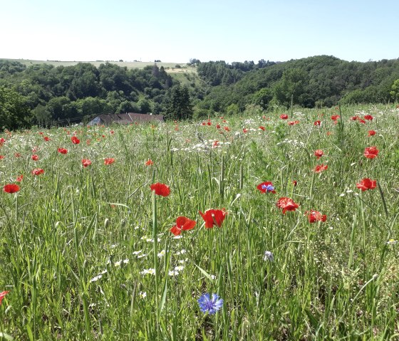 Poppies and cornflowers in bloom above Utscheid, &copy; Felsenland S&uuml;deifel Tourismus, Natalie Mainz