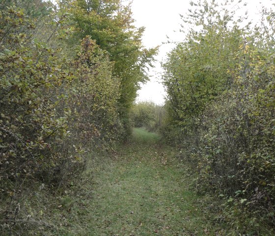Ein schmaler Weg mit Gras, umgeben von dichten Hecken und B&auml;umen in herbstlichen Farben., &copy; Felsenland S&uuml;deifel Tourismus, Christian Calonec-Rauchfuss