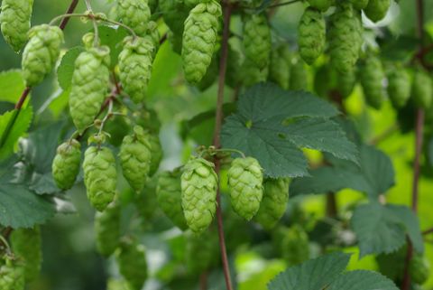 Grüne Hopfenzapfen hängen an einer Pflanze. Die Blätter sind ebenfalls grün und verleihen der Szene eine frische Atmosphäre.