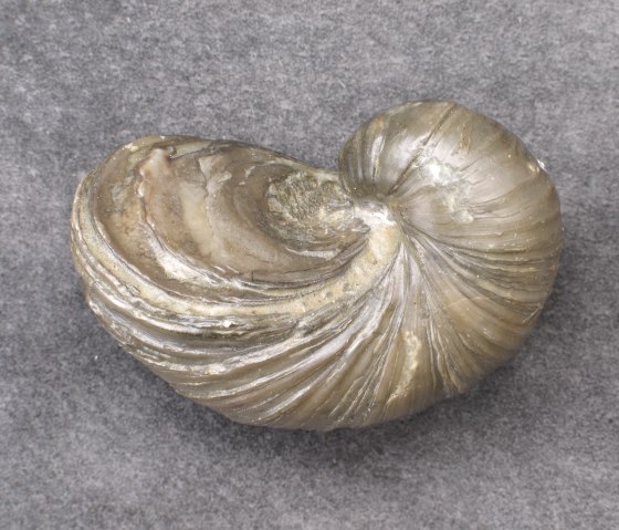 A fossil specimen of a devil's claw with a spiral structure on a gray background., &copy; Elke Wagner, Felsenland S&uuml;deifel Tourismus GmbH