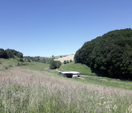 Wide meadows near Utscheid-Rußdorf, © Felsenland Südeifel Tourismus, Natalie Mainz