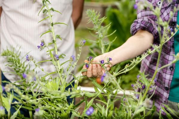Eine Person hält eine Pflanze mit lila Blumen in der Hand. Im Hintergrund sind weitere grüne Pflanzen sichtbar.