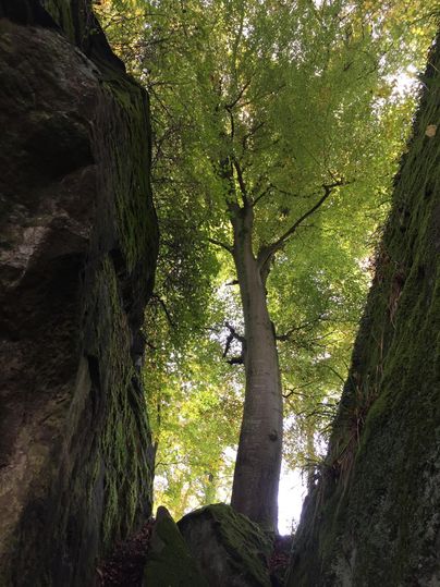 Ein großer Baum steht zwischen hohen Felsen. Das Licht scheint durch das Blätterdach und erhellt die Szene.