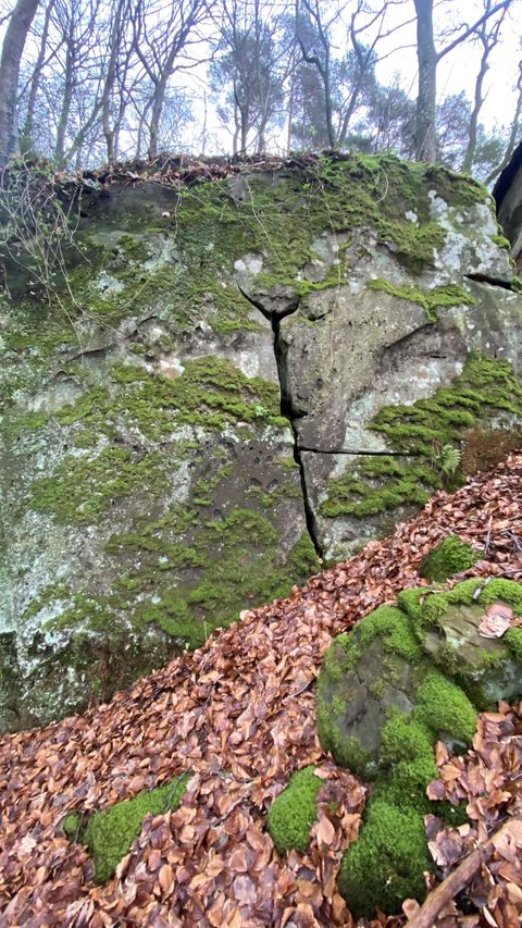 Ein großer, mit Moos bewachsener Felsen in einem Wald. Laub und einige Steine liegen am Boden.