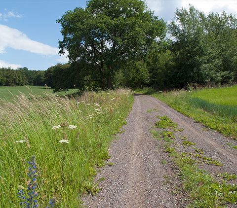 Ein Feldweg führt am Waldrand entlang, gesäumt von hohen Gräsern und Wildblumen, unter einem blauen Himmel mit weißen Wolken.