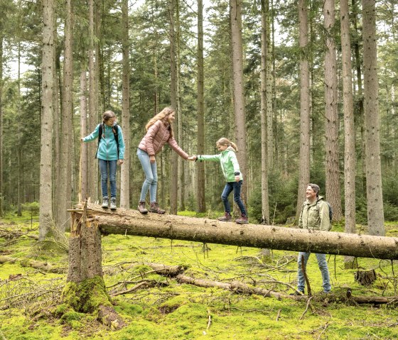 En équilibre sur les arbres sur le sentier des contes de Bollendorf, © Eifel Tourismus GmbH, Dominik Ketz